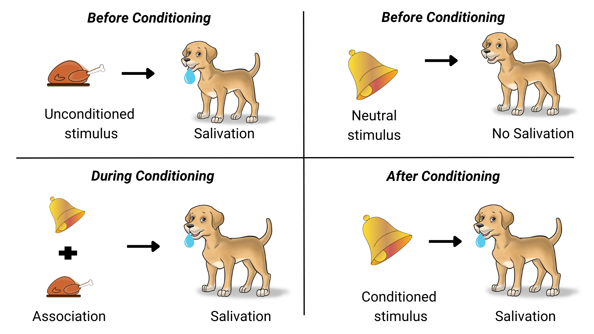 in pavlov's dog experiment what was the unconditioned response