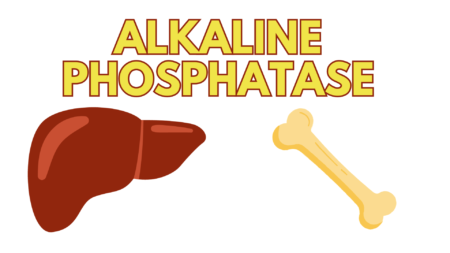 alkaline phosphatase