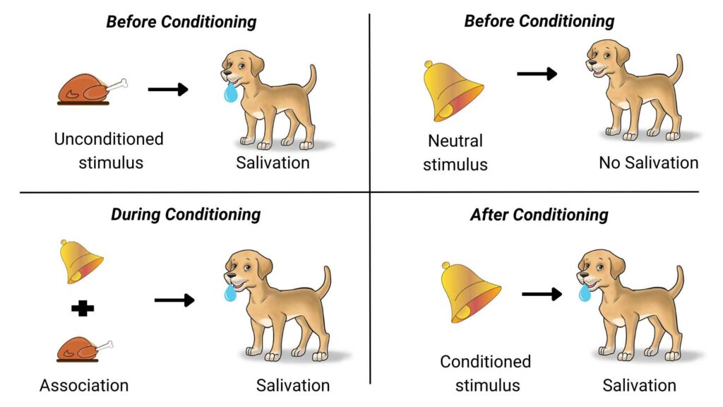 Pavlov’s Experiment