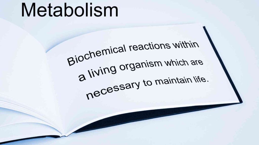 Factors Influencing Metabolism