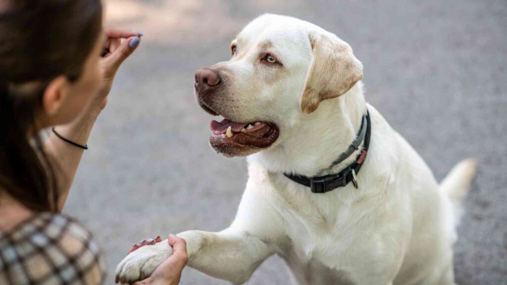 Pavlov Dog Experiment