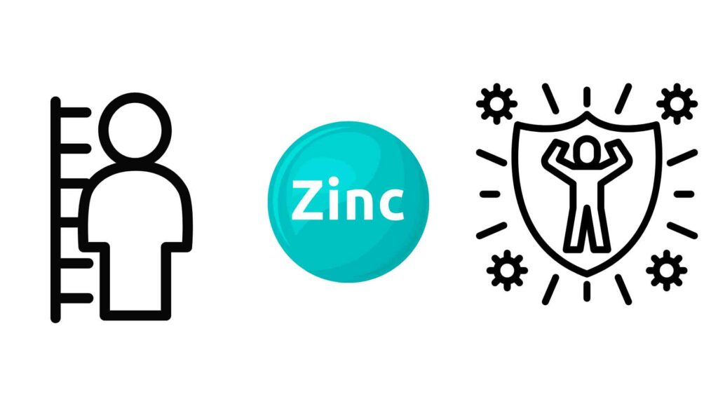 Roles And Functions of Zinc